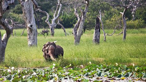 yala bet|12 Things to Know BEFORE Visiting Yala National .